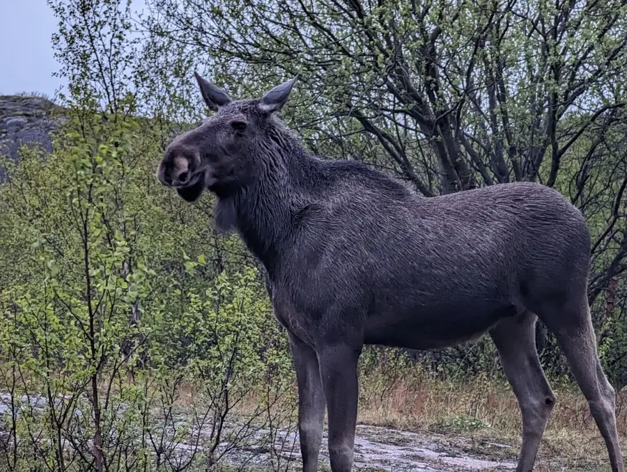 Älgko