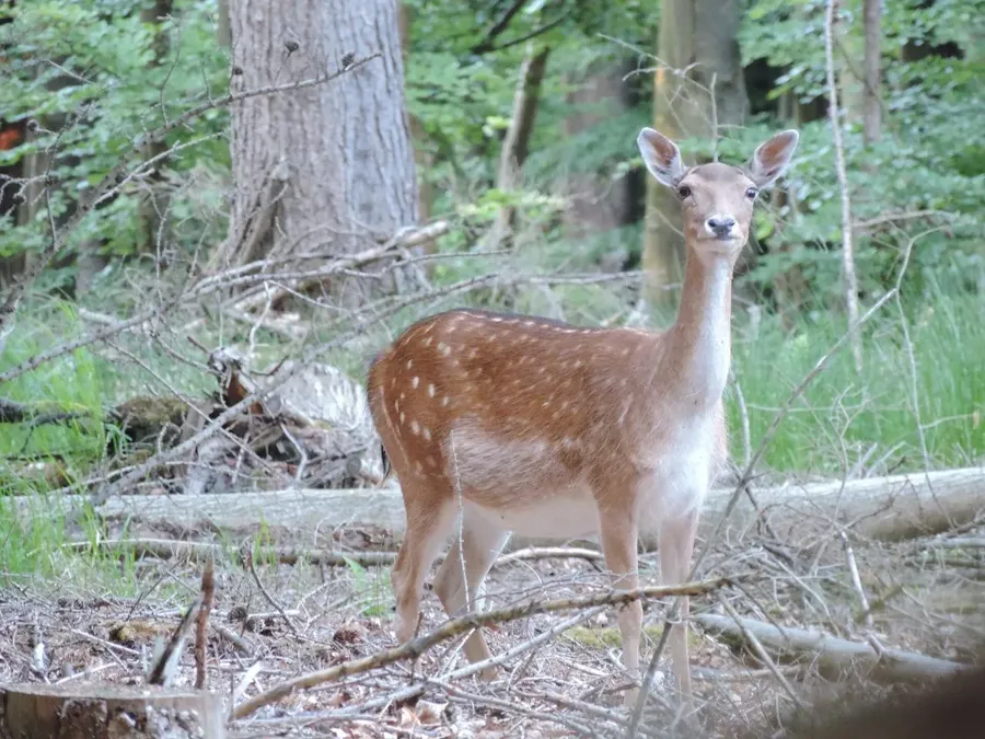 Dovhjort, hind
