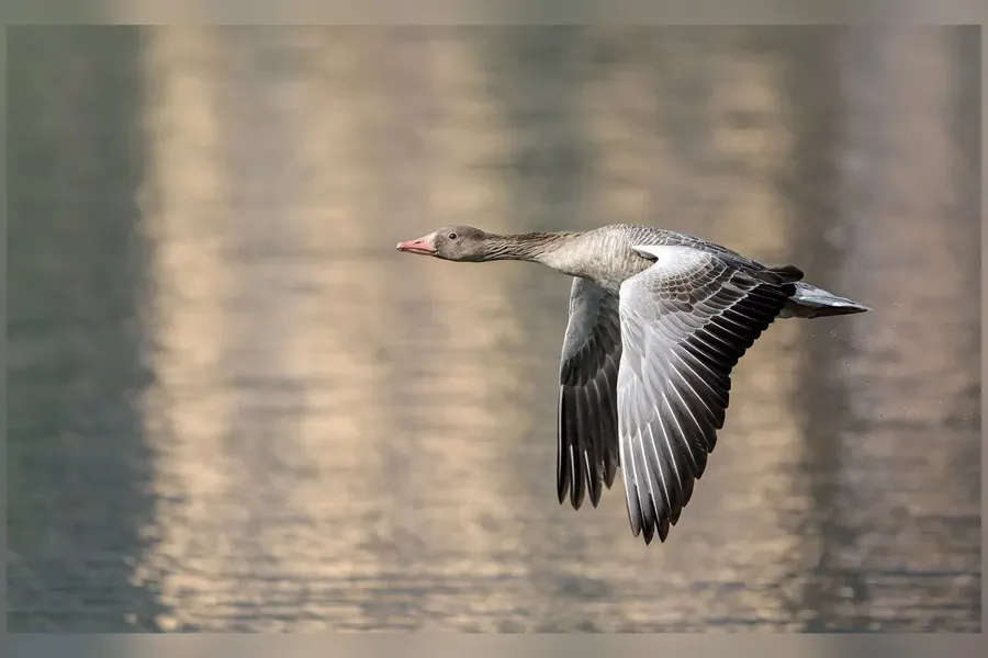 Grågås i flykt