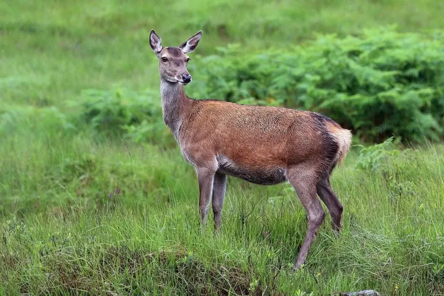 Kronhjort, hind