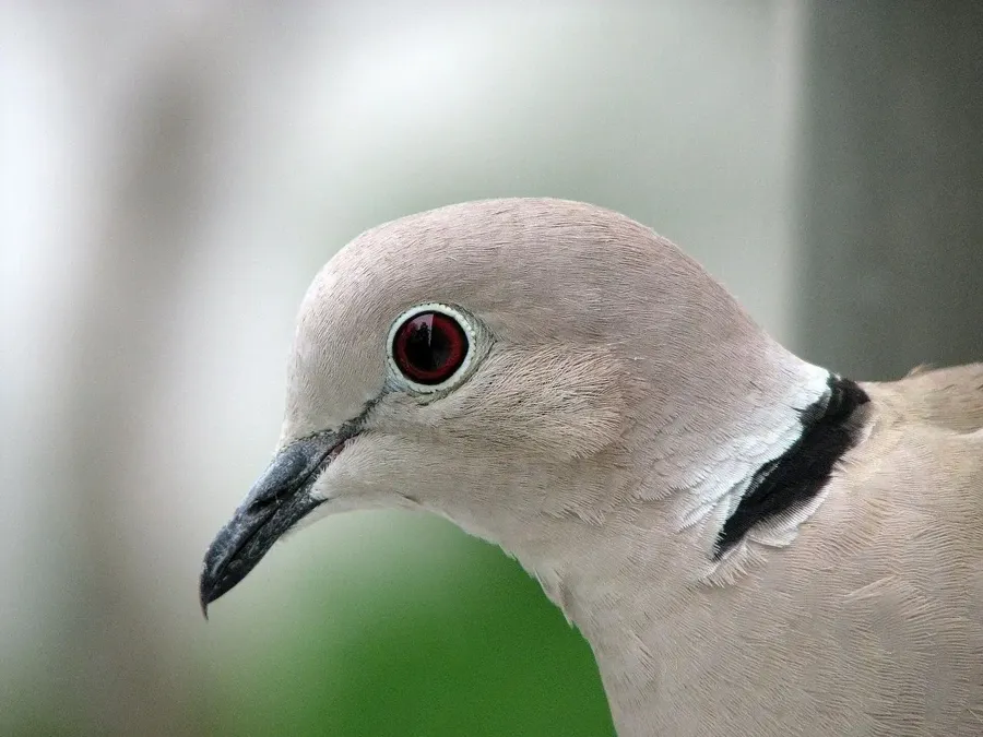 Turkduva